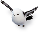 bird